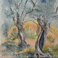Olive Trees, Pelion, Greece
