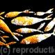 FISHLINE - Multi metal…