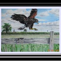 Hawk Landing